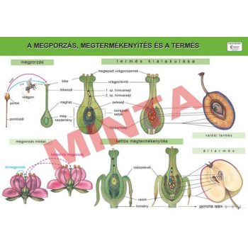 A megporzás, megtermékenyítés és a termés