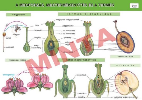 A megporzás, megtermékenyítés és a termés