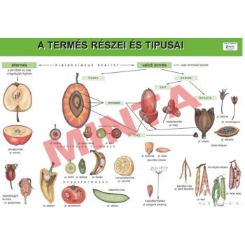 A termés részei és típusa