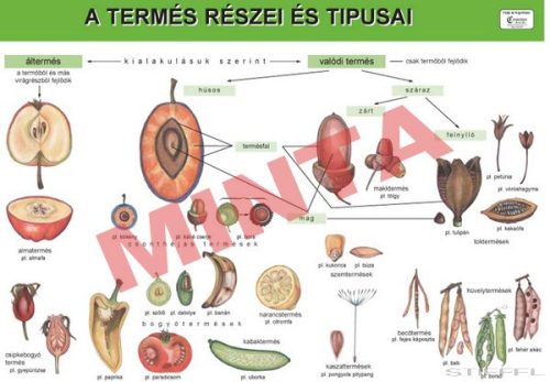 A termés részei és típusa