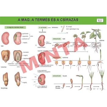 A mag , a termés és a csírázás
