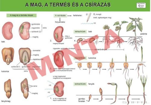A mag , a termés és a csírázás