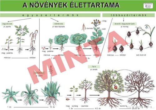 A növények élettartama