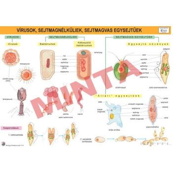 Vírusok, sejtmag nélküliek, sejtmagvas egysejtűek