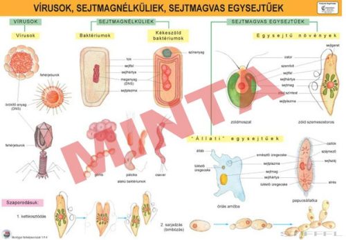 Vírusok, sejtmag nélküliek, sejtmagvas egysejtűek