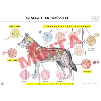 Az állati test szövetei