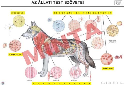 Az állati test szövetei