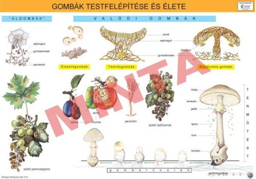 Gombák testfelépítése és élete