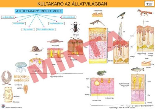 Kültakaró az állatvilágban