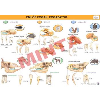 Emlős fogak, fogazatok