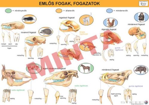 Emlős fogak, fogazatok