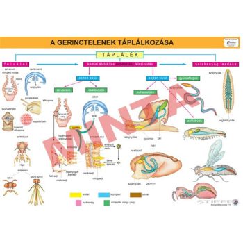 A gerinctelenek táplálkozása