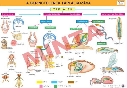 A gerinctelenek táplálkozása