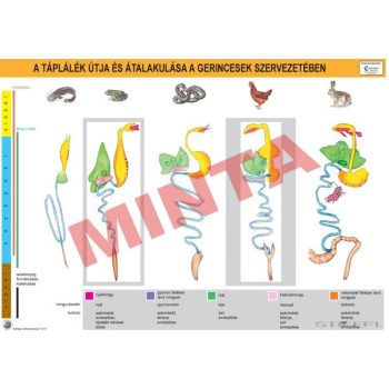   A táplálék útja és alakulása a gerincesek szervezetében