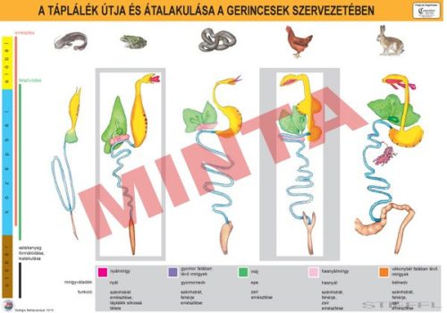 A táplálék útja és alakulása a gerincesek szervezetében