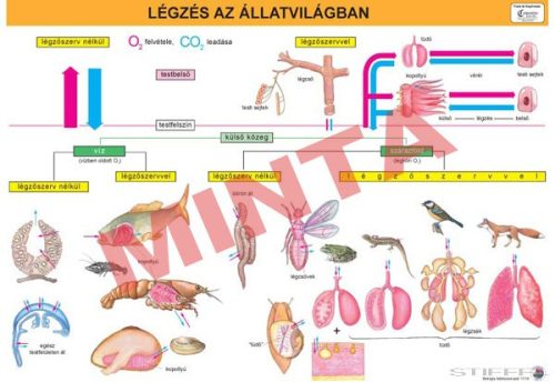 Légzés az állatvilágban