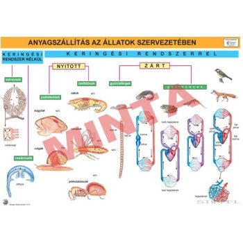 Anyagszállítás az állatok szervezetében