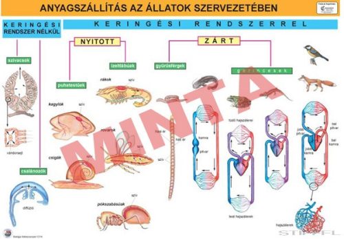 Anyagszállítás az állatok szervezetében