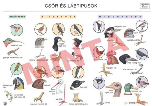 Csőr és lábtípusok