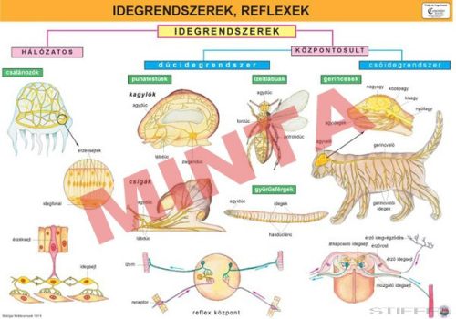 Idegrendszerek, reflexek
