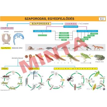 Szaporodás, egyedfejlődés