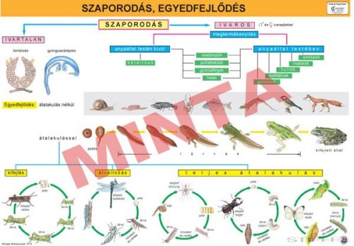Szaporodás, egyedfejlődés