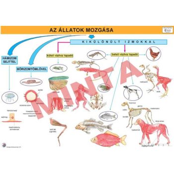 Az állatok mozgása