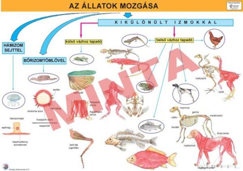 Az állatok mozgása