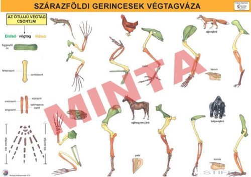 Szárazföldi gerincesek végtagváza