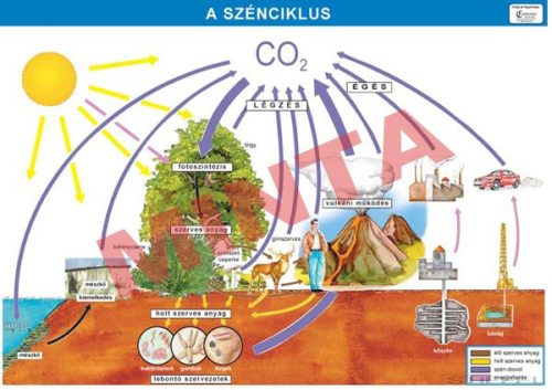 A szénciklus