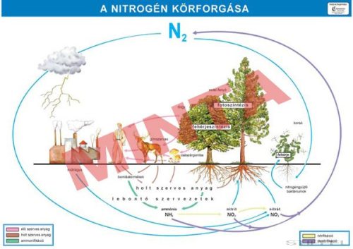 A nitrogén körforgása