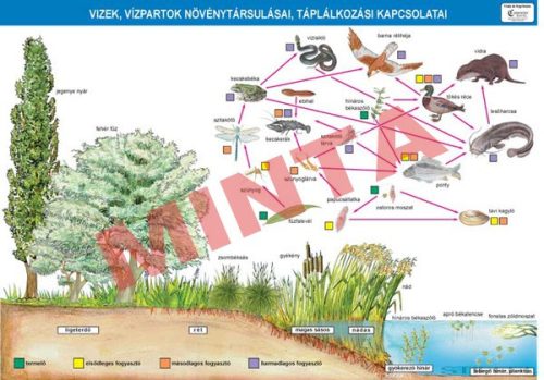 Vizek, vízpartok növénytársulásai, táplálkozási kapcsolatai