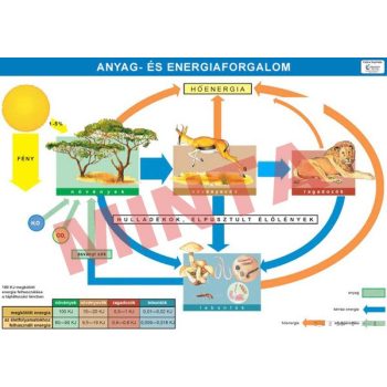 Anyag és energiaforgalom