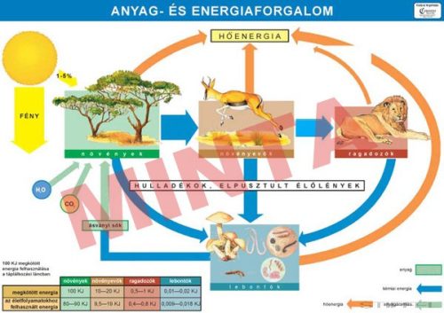 Anyag és energiaforgalom