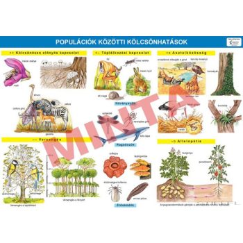 Populációk közötti kölcsönhatások