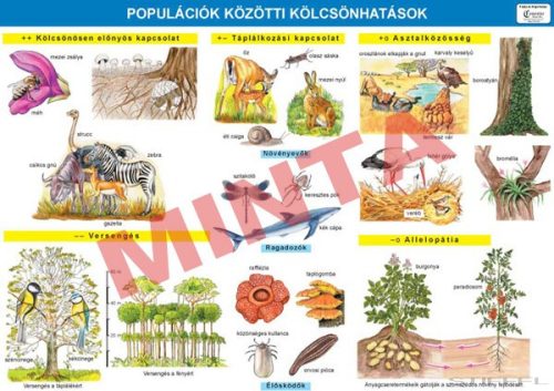 Populációk közötti kölcsönhatások