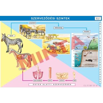 Szerveződési szintek