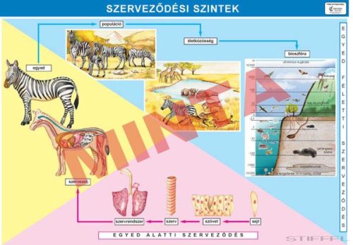 Szerveződési szintek