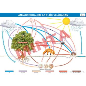 Anyagforgalom az élők világában