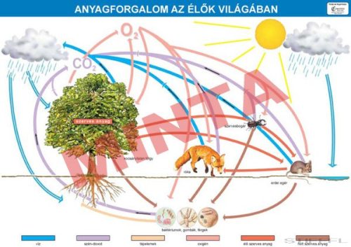 Anyagforgalom az élők világában