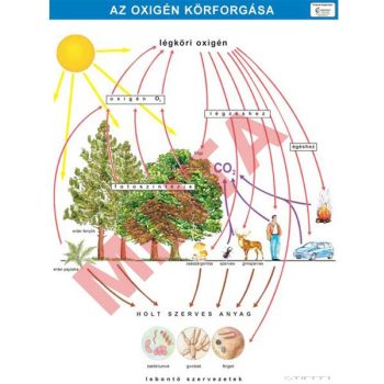 Az oxigén körforgása