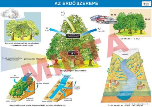 Az erdő szerepe