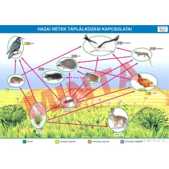 Hazai rétek táplálkozási kapcsolatai
