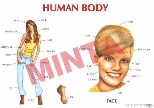 Human body
