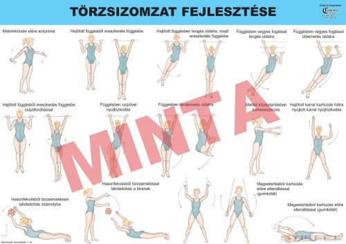 Törzsizomzat fejlesztése