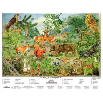 Természetismeret és anatómia 